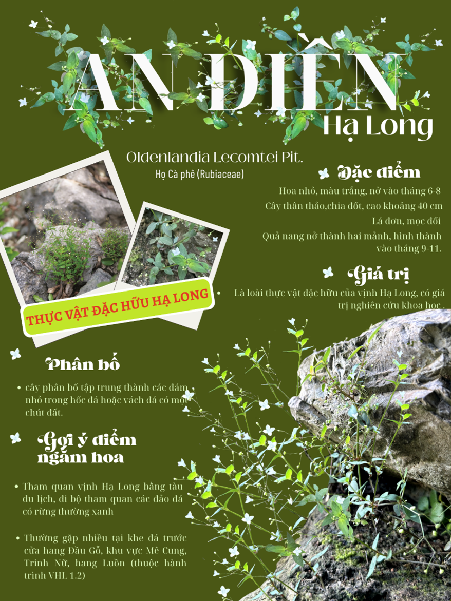 An điền Hạ Long – Sắc trắng tinh khôi của loài cây đặc hữu vịnh Hạ Long