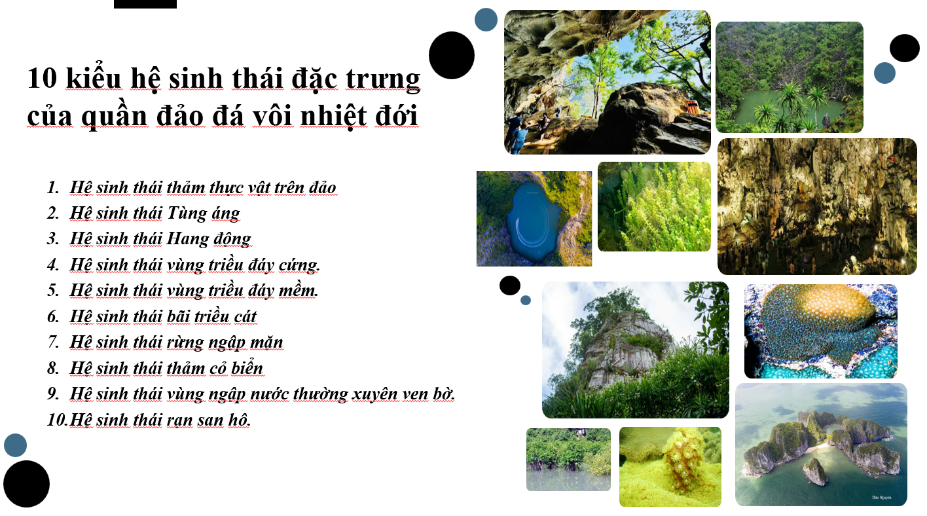 Bảo tàng Gene của Di sản vịnh Hạ Long