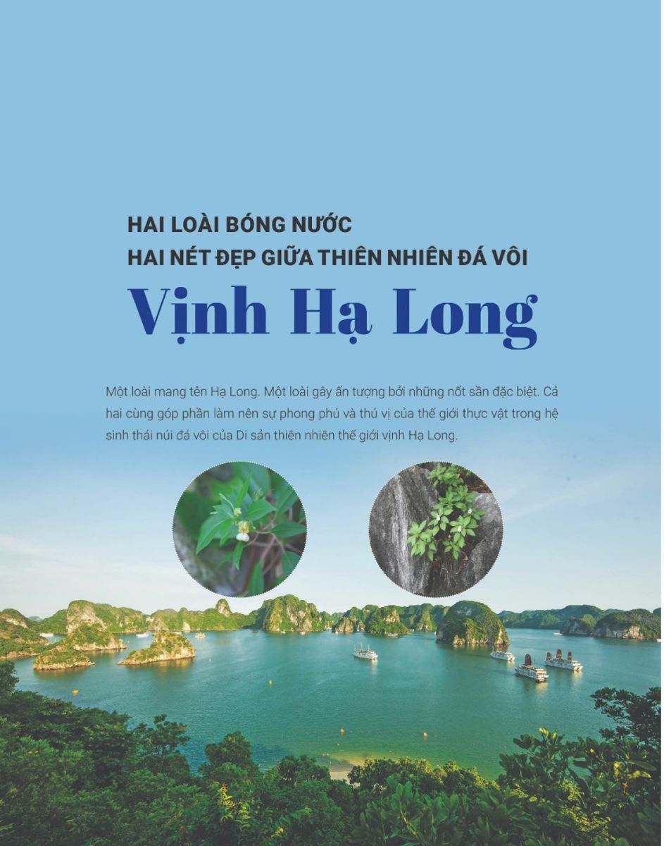 Hai loài Bóng nước – hai nét đẹp giữa thiên nhiên đá vôi vịnh Hạ Long