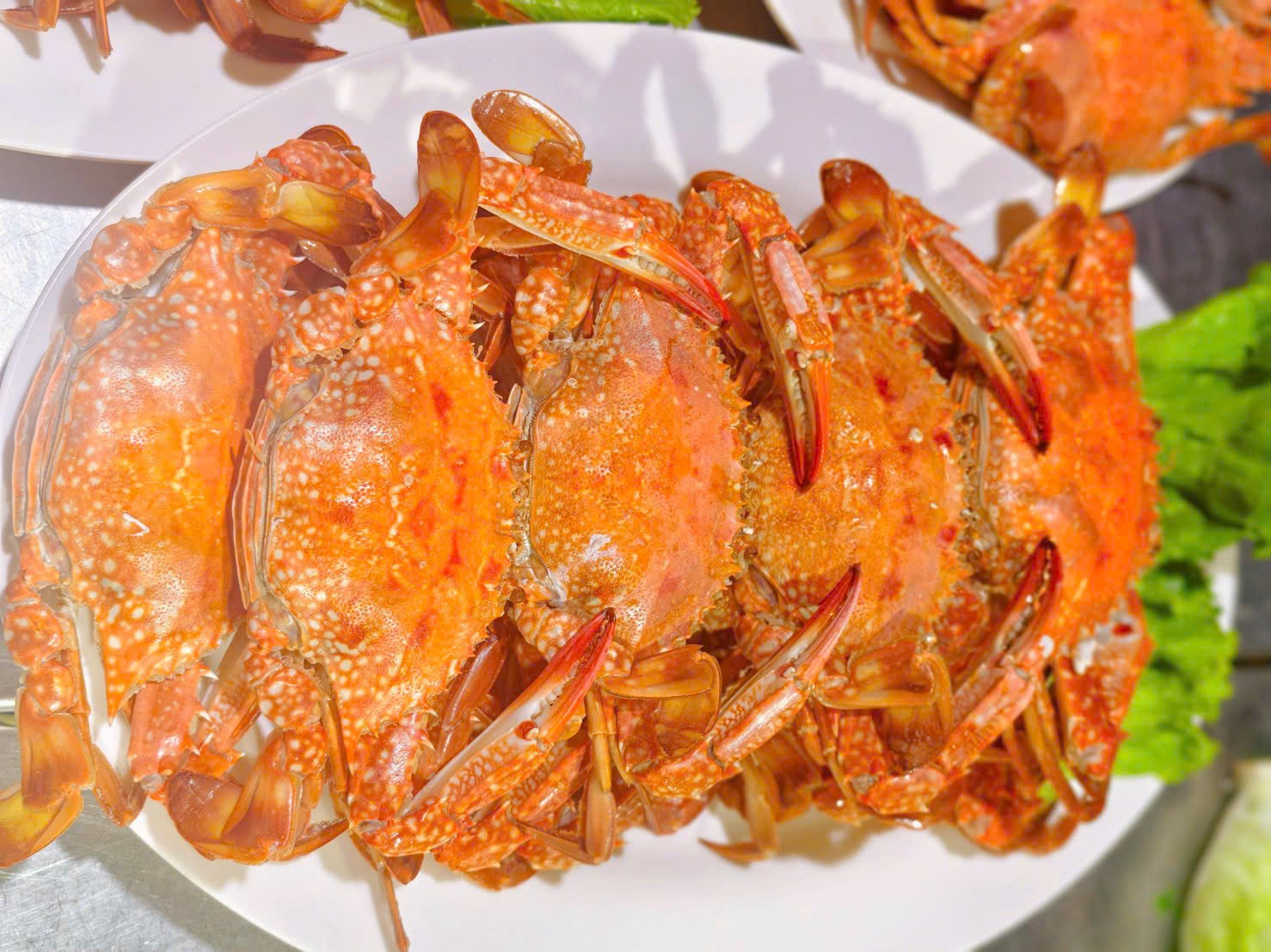 Nguồn lợi sinh vật biển giá trị kinh tế cao ở vịnh Hạ Long