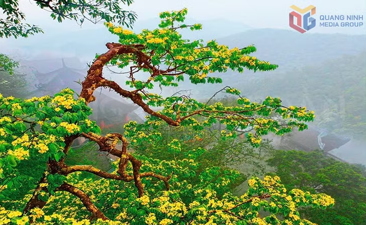 Nơi đại lão mai vàng kể chuyện tích xưa