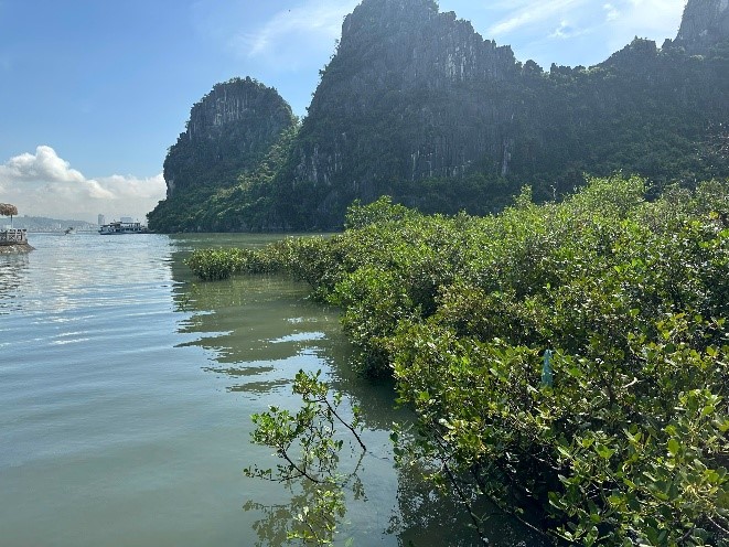 Đi tìm hương vị biển trong con ngán Hạ Long