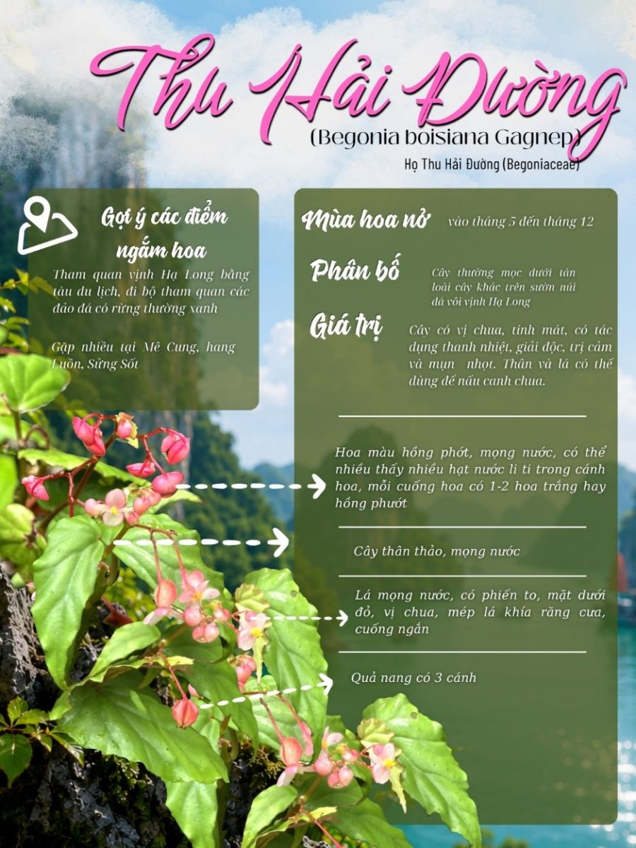 Thu Hải Đường Hạ Long – E ấp giữa khe đá, tô điểm cho kỳ quan