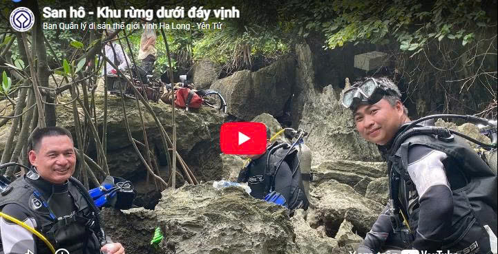 San hô - khu rừng dưới đáy Vịnh