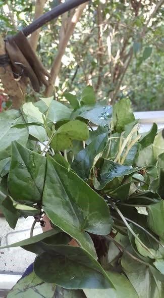 Cây Trầu Tiên Yên Tử