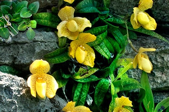 Lan Hài Vệ Nữ hoa vàng, nữ hoàng của các loài hoa trên vịnh Hạ Long