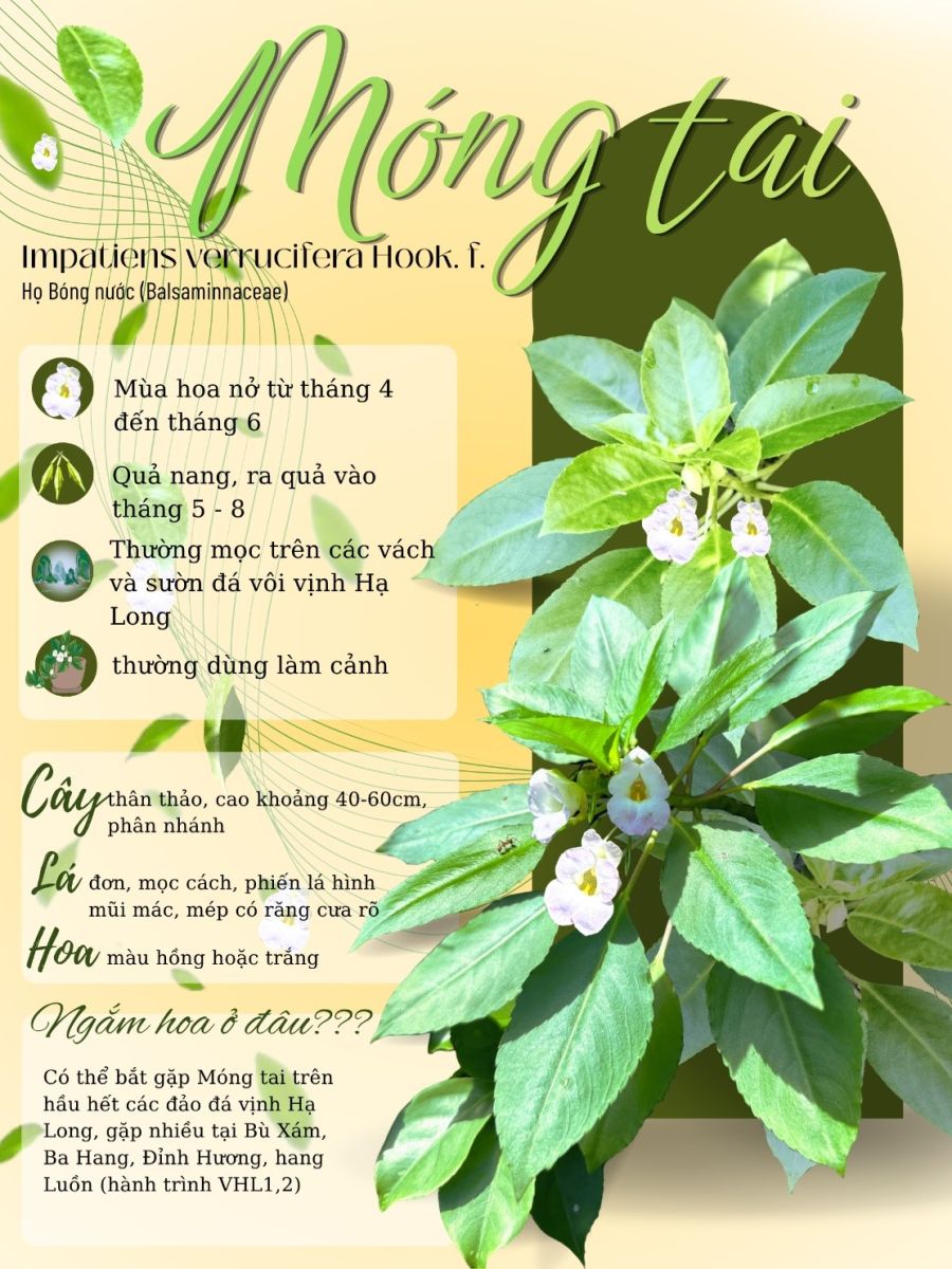 Móng tai – Cánh hoa mềm mại ẩn trong đá núi vịnh Hạ Long