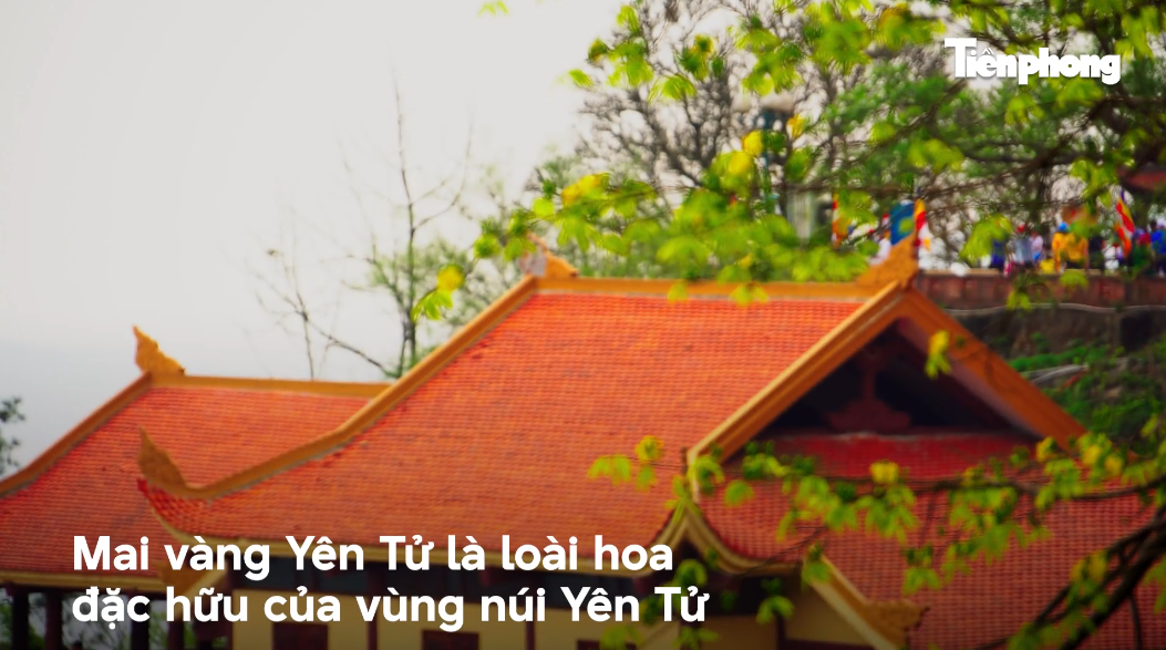 Mai vàng bung nở trên non thiêng Yên Tử