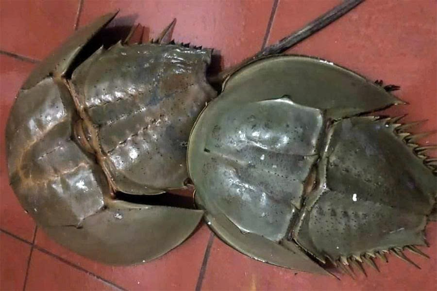 Thương nhớ hương vị biển khơi từ chuyện loài sam của cư dân vạn chài Hạ Long