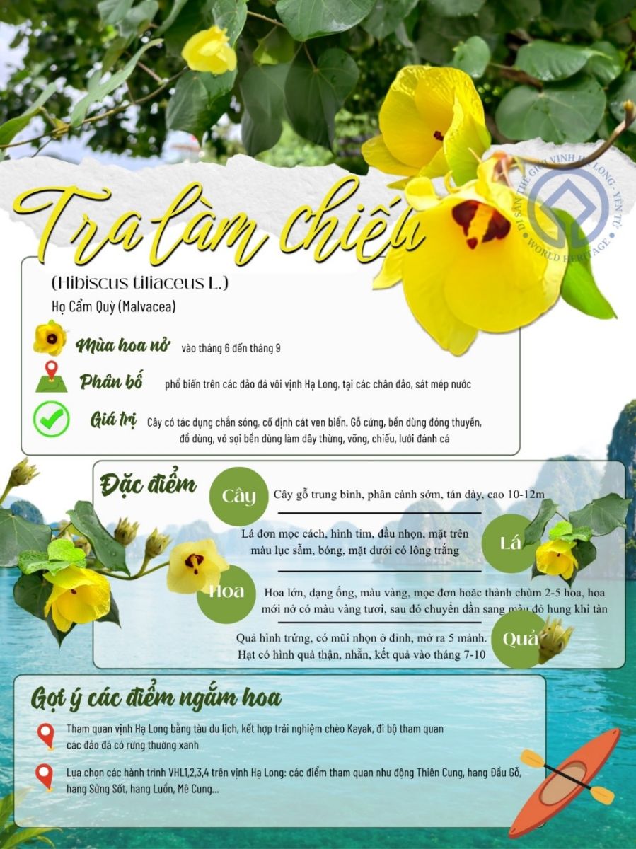 Sắc hoa trên vịnh Hạ Long: Tra làm chiếu