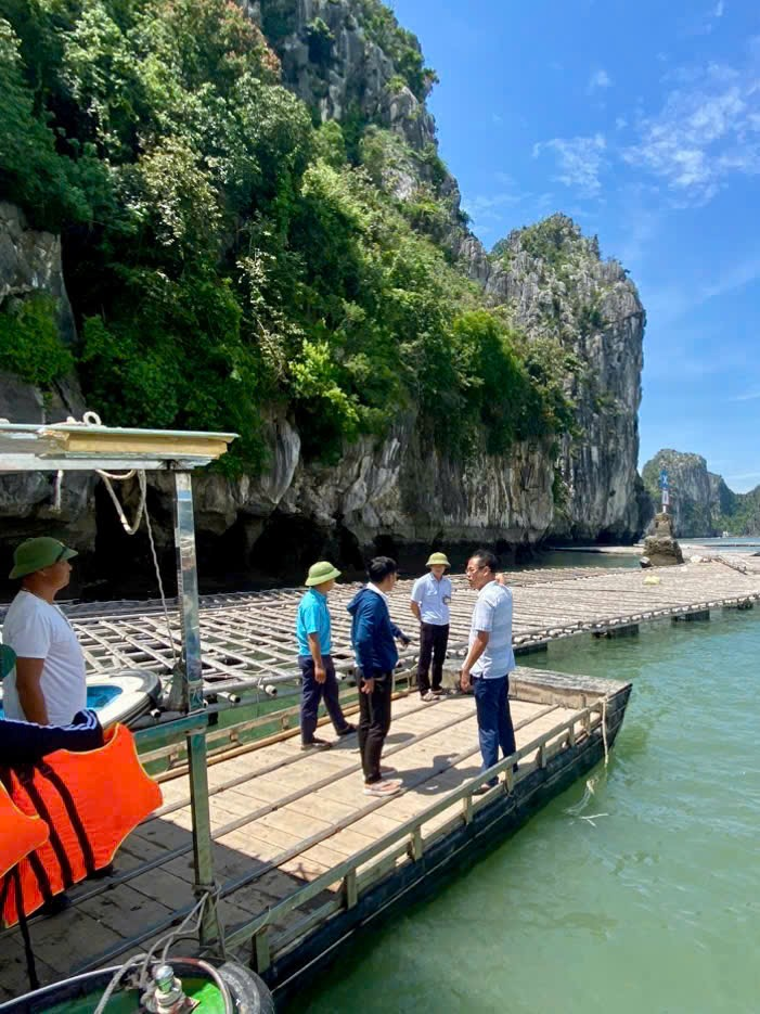 Hơn 40 bè nuôi trồng thủy sản trôi dạt vào vùng lõi di sản vịnh Hạ Long sau giông lốc đêm 04/6