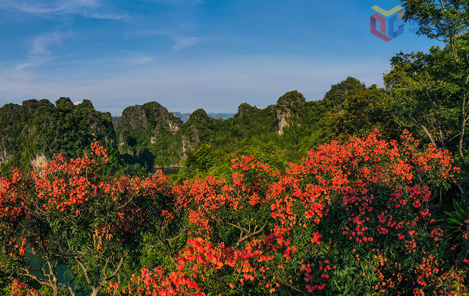 Bông mộc - Loài cây Sách đỏ giữa miền Di sản