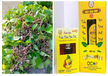 Thảo mộc chốn Thiền Lâm: Khám phá những câu thuốc quý giữa rừng Yên Tử