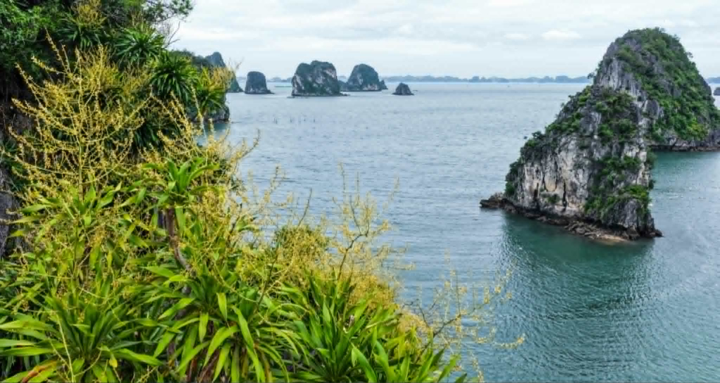 Hoa nở trên đá giữa vịnh Hạ Long