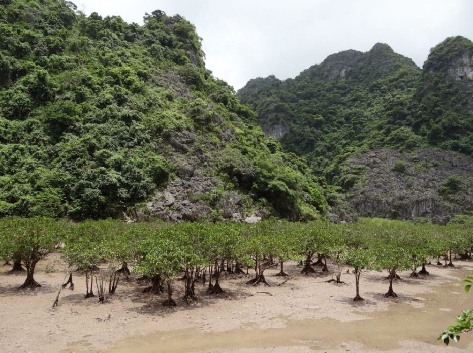 Hệ sinh thái thực vật tại Vườn quốc gia Bái Tử Long – Kho báu xanh giữa vùng biển đảo Đông Bắc