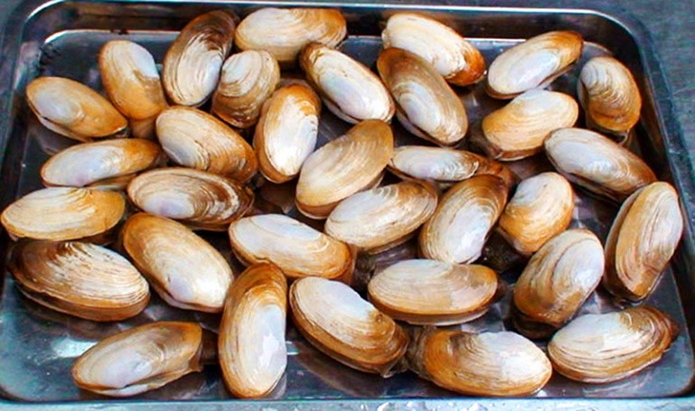Nhịp sống lặng lẽ của những loài nhuyễn thể có vỏ.