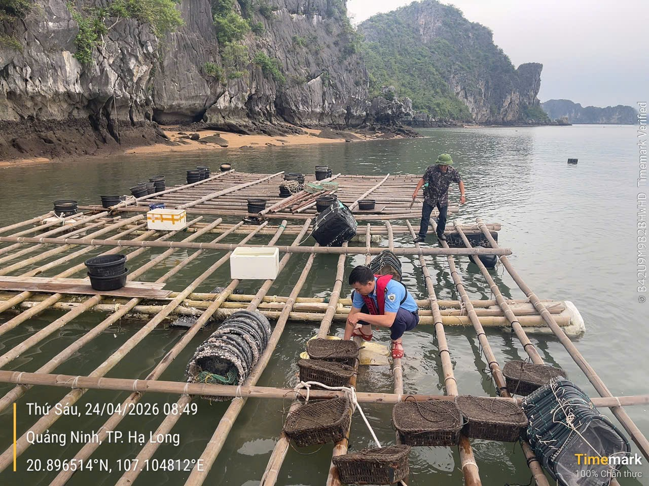 Quảng Ninh: Tiếp tục xử lý nghiêm hoạt động nuôi trồng thủy sản trái phép trong vùng bảo vệ tuyệt đối vịnh Hạ Long